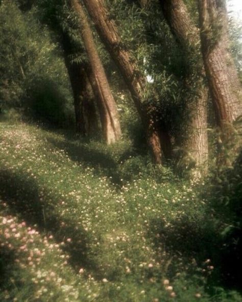 On The Ground, The Grass, In The Woods, Trees, Forest, Flowers