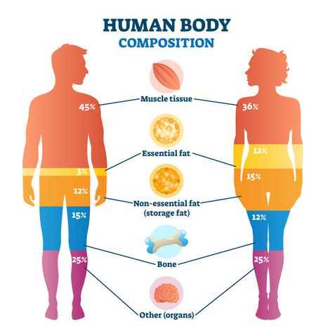 Body Fat Measurement, Body Facts, Reduce Thigh Fat, Exercise To Reduce Thighs, Lose Thigh Fat, Lose Arm Fat, Body Fat Percentage, Biology Lessons, Info Graphics