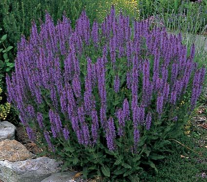 Salvia May Night --- Highly drought resistant when established. Can take full sun, little water. Want it. Entry Plants, Backyard Wonderland, Pool Landscapes, May Night Salvia, Planting Palette, Plant Combos, Flowering Perennials, Gardening Inspiration, Deer Resistant Plants