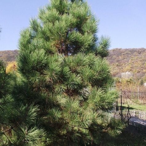 7 Types of Pine Trees That are Great for Home Landscapes Scot Pine Tree, Planting Pine Trees, Lodgepole Pine Tree, Pine Trees Landscaping, Austrian Pine Tree, Pine Tree Garden, Woodland Landscaping, Fast Growing Pine Trees, Trees For Landscaping