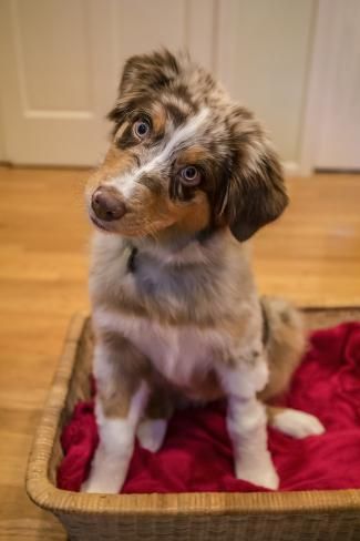 size: 12x8in Photographic Print: Four month old Red Merle Australian Shepherd puppy sitting in a basket with her head cocked. by Janet Horton : Red Merle Australian Shepherd Puppy, Red Merle Australian Shepherd, Merle Australian Shepherd, Puppy Sitting, Australian Shepherd Puppy, Cute Dogs Images, Very Cute Puppies, Cute Small Animals, Cute Dog Photos