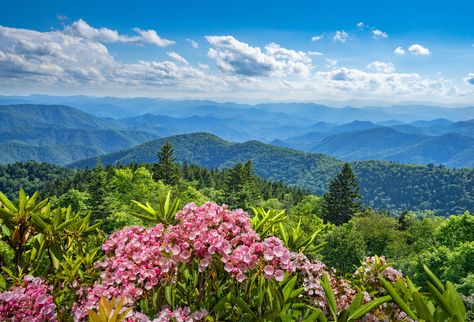 Visit North Carolina, Smoky Mountains Vacation, Spring Wildflowers, Mountain Vacations, Appalachian Mountains, Smoky Mountain National Park, Mountain Town, Appalachian Trail, Blue Ridge Mountains