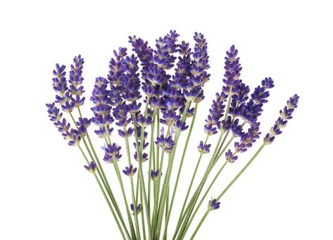 Lavender flowers isolated on a white background Plant In Vase, Vase Png, Lavender Sprigs, Small Purple Flowers, Evergreen Hedge, Fall Decor Wreaths, Dried Lavender Flowers, Perennial Border, English Lavender