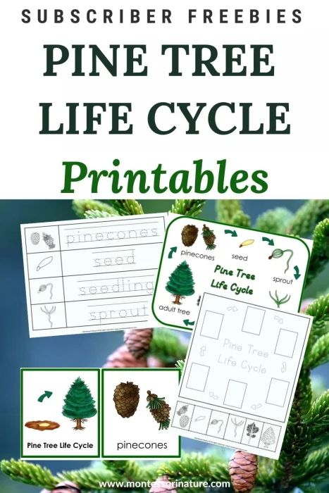 Pine Tree Life Cycle – Free Printables - Montessori Nature Preschool Life Cycle Activities, Life Cycles Preschool, Tree Life Cycle, Nature Printables, Trees For Kids, Preschool Garden, Unit Studies Homeschool, Life Cycles Activities, Montessori Diy