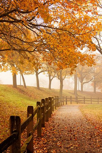 Autumn Weather, Fall Morning, Autumn Park, Autumn Scenes, Autumn Scenery, Autumn Beauty, Fall Pictures, Favorite Season, Fall Weather