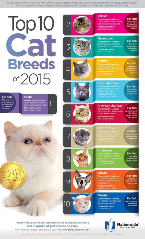 Pet Infographic, Cat Breeds Chart, Pedigree Cats, Best Cat Breeds, Large Cat Breeds, Most Popular Cat Breeds, Domestic Cat Breeds, Popular Cat Breeds, Getting A Dog