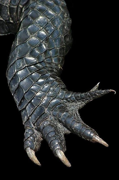 Texture Reference - Album on Imgur Crocodile Reference Photo, Six Legged Dragon, 6 Legged Creature, Alligator Reference, Claw Reference, Alligator Wrestling, Dragon Paws, Lizard Scales, Webbed Fingers