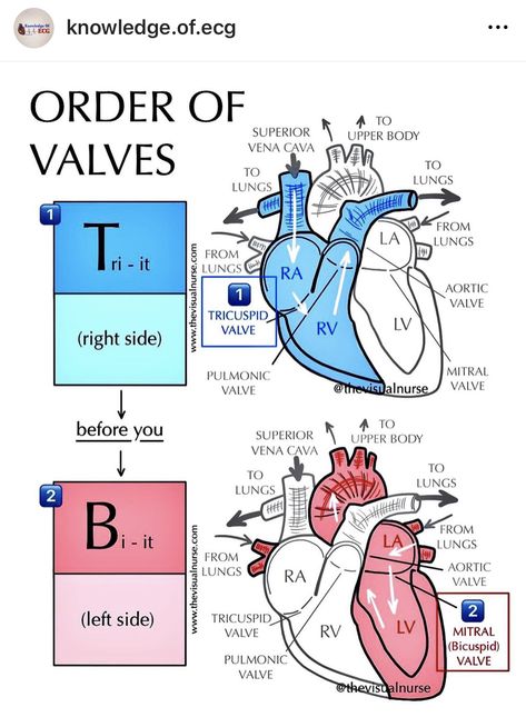 Cardiovascular System Notes, Human Heart Diagram, Nursing Fundamentals, Heart Diagram, Fundamentals Of Nursing, Social Care, Cardiovascular System, Human Heart, Nursing Student