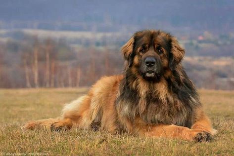 Leonberger Puppy, Leonberger Dog, Caucasian Shepherd Dog, Cool Dog Houses, Cute Dog Pictures, Purebred Dogs, Pretty Dogs, Best Dog Breeds, Popular Dog