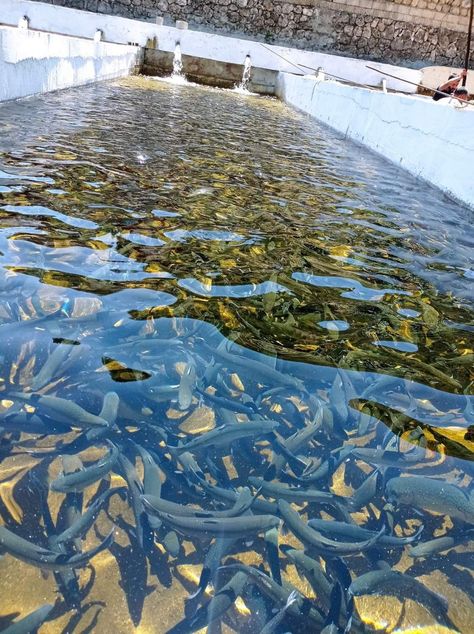 Fish Farming Ideas, Aquaculture Fish Farming, Farming Fish, Farm Equipment Storage, Poultry Farm Buildings, Agriculture Pictures, Aquaculture Fish, Agriculture Photography, Farm Harvest