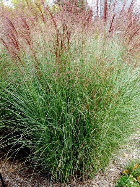 MORNING LIGHT JAPANESE SILVER GRASS An ornamental perennial grass that forms an upright, fountain-like clump. Fine, arching leaves are silvery-green with variegated white margins. From late summer to frost, tall stalks are topped with copper-red, tassel-like flowerheads that mature to large, fluffy, silvery-white plumes. Flower stalks extend 1 - 2 feet above the foliage.  USDA zones: 5 - 9 Mature size: 4 - 6 feet high and 2 - 3 feet wide Full sun to light shade Moderate to regular water Short Ornamental Grasses, Miscanthus Gracillimus, Miscanthus Morning Light, Ornamental Grasses For Shade, Miscanthus Sinensis Gracillimus, Ornamental Grass Landscape, Tall Ornamental Grasses, Miscanthus Sinensis, Shade Grass