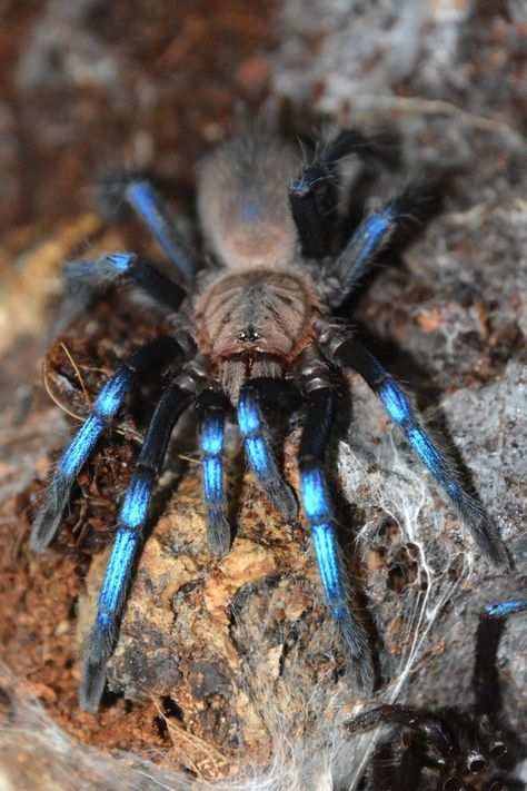 Gooty Sapphire Tarantula, Electric Blue Tarantula, Brazilian Blue Tarantula, Cobalt Blue Tarantula, Greenbottle Blue Tarantula, Pretty Tarantula, Tarantula Room, Colorful Spiders, Blue Tarantula