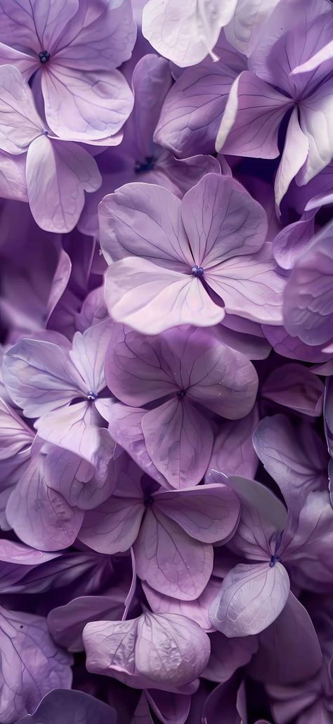 Chic Wallpaper Iphone, Lavender Floral Wallpaper, Lavender Iphone, Iphone Wallpaper Violet, Purple Flowers Wallpaper, Pink Wallpaper Girly, Flower Iphone Wallpaper, 75th Birthday, Wallpaper Nature Flowers