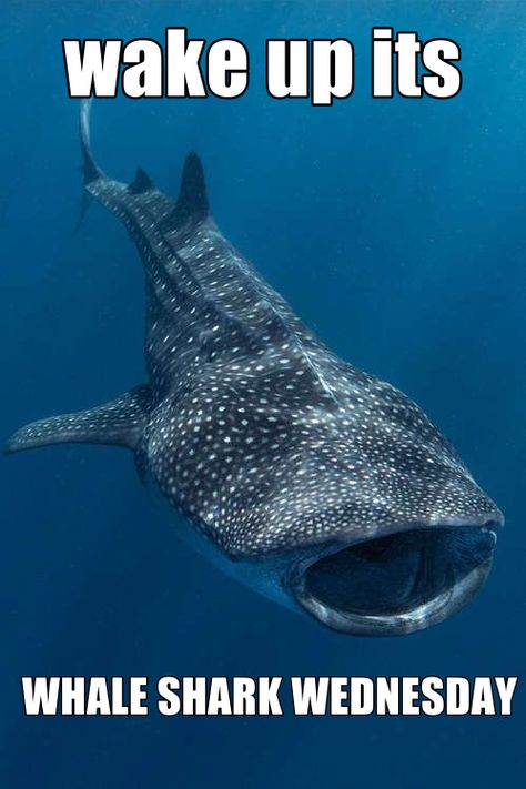 i saw tiger shark tuesday so obviously i had to make whale shark wednesday Shark Meme, Shark Facts, Shark Pictures, Sharks Funny, Shark Art, Tiger Shark, Cute Whales, Cute Shark, A Whale