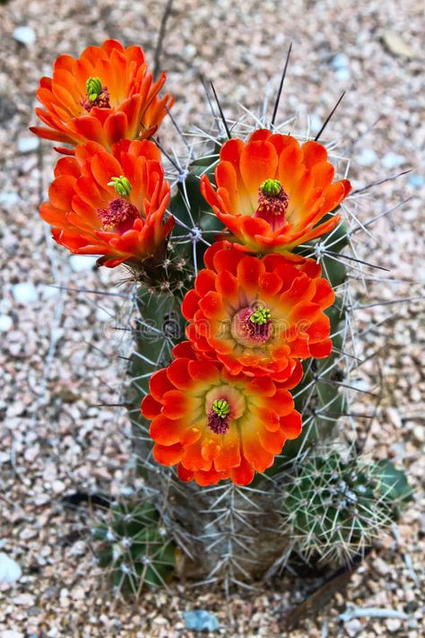 Brightly blooming cactus. Orange red flowers on a hedgehog or claret cup cactus , #AD, #red, #flowers, #hedgehog, #Orange, #Brightly #ad Red Cactus Flower, Claret Cup Cactus, Hedgehog Cactus, Flower References, Red Cactus, Cactus Photography, Blooming Cactus, Orange Garden, Bonsai Flower