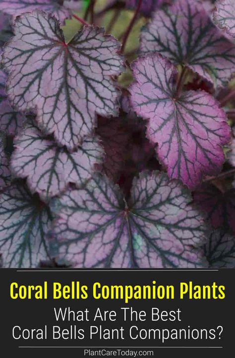 Hostas Garden Ideas, Hosta Gardens Layout, Hostas Garden, Plant Companions, Coral Bells Plant, Edge Ideas, Garden Perennials, Coral Bells Heuchera, Small Purple Flowers