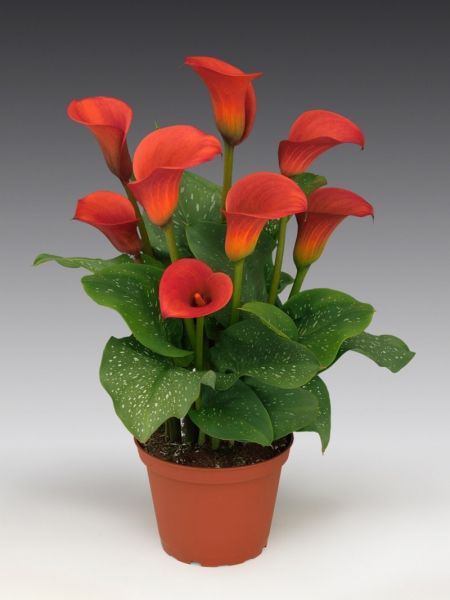 Flamingo Lily Calla Lily Bulbs, Seeds Growing, Lily Seeds, Purple Calla Lilies, Bonsai Flower, Lily Bulbs, Decor Plants, Grow Plants, Home Garden Plants