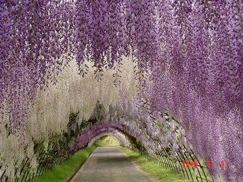 Wisteria Garden - Straight out of a dream, this is Wisteria Tunnel at Kawachi Fuji Gardens, in Kitakyushu, Japan. Wisteria Tunnel Japan, Wisteria Tunnel, Wisteria Sinensis, Wisteria Garden, Tree Tunnel, Most Beautiful Gardens, Secret Gardens, The Secret Garden, Flowering Vines