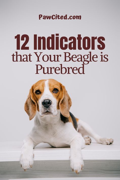 As a beagle owner, you might be curious if it's purebred or not. There are 8 physical characteristics and 4 behavioral indicators of a purebred beagle. Find out here. #purebredbeagle #purebreed #beagle #dogbreed #doglover #dog101 Funny Beagle Pictures, Catahoula Leopard Dog Facts, Dog Shedding Remedies, Types Of Beagles, Beagle Dog Facts, Beagle Dog Puppies, Beagle Colors, Beagle Pictures, Beagle Facts