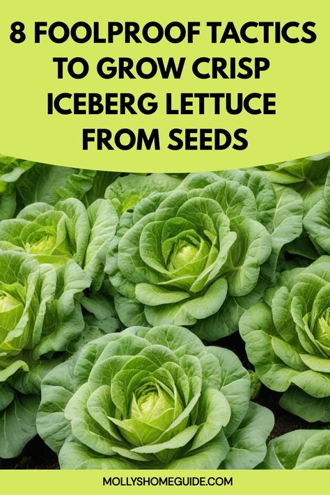 Discover the simple steps on how to grow iceberg lettuce from seeds in your own garden. Learn the best practices for planting, watering, and caring for your lettuce crop. Fresh, crispy iceberg lettuce can be easily grown at home with a little effort and patience. Follow our comprehensive guide to enjoy farm-fresh produce right at your doorstep. Fall in love with the process of nurturing your own seedlings into full-grown lettuce heads bursting with nutrients and flavor. How To Grow Lettuce From Seed, Growing Iceberg Lettuce, How To Save Lettuce, Healthiest Lettuce, Lettuce Seedlings, In Love With The Process, Lettuce Seeds, Organic Remedy, Head Of Lettuce