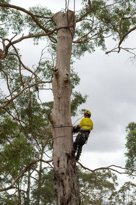 Looking for an arborist offering fast and fairly-priced tree pruning service in Castle hill? If so then you can visit the website of Black Forest Tree Service and get storm proof pruning with a 12 month guarantee. Call us for more details. Arborist Gear, Tree Arborist, Tree Lopping, Album Pictures, Tree Removal Service, Stump Removal, Tree Surgeons, House Shed, Tree Pruning