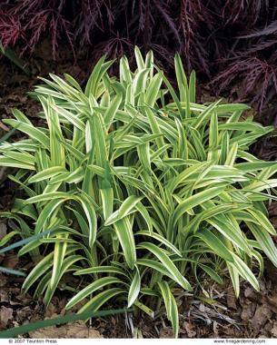 Variegated Lilyturf, Boarder Plants, Perennial Border Plants, Garden Border Plants, Low Maintenance Landscaping Front Yard, Blooming Perennials, Liriope Muscari, Edging Plants, Full Sun Perennials