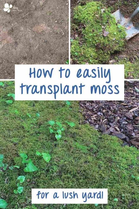 Moss Lawn, Plant Identification App, Types Of Moss, Growing Moss, Moss Plant, Landscaping With Large Rocks, Moss Garden, Rock Garden Landscaping, Creative Gardening