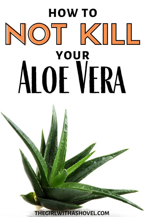 Aloe Vera Plant Care, Aloe Plant Care, Aloe Vera Plant Indoor, Plant Grafting, Aloe Vera Care, Easy Indoor Plants, Healthy Nutrition Plan, Plant Care Tips, Apartment Plants