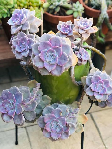 Purple Delight Succulent, Types Of Succulents Plants, Potted Succulents, Purple Succulents, Waterwise Garden, Succulents Plants, Types Of Succulents, Succulent Gardening, Rare Succulents