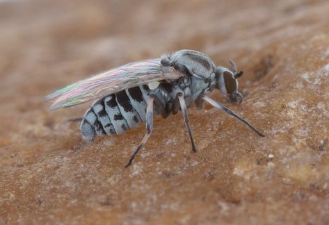 How To Keep Black Flies Away, According To Experts Black Fly Bites, Natural Household Products, Black Fly, Horse Stables, Yard Design, Say Goodbye, Outdoor Activities, Outdoor Gardens, Life Hacks