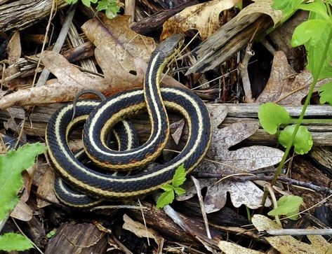 Amazing Garter Snakes Photography: The Most Diverse and Adaptable Snakes in North America Garter snakes are a group of nonvenomous snakes that have a striped pattern on their body. They are found in North America, from Canada to Florida, and inhabit a variety of habitats, such as woodlands, meadows, and grassy knolls. They are often near water sources, especially in dry regions. Common Garter Snake, Snakes Photography, Nature Guide, Pet Snakes, Snake Photos, Garter Snake, Snake Drawing, Snake Bite, Animal Anatomy