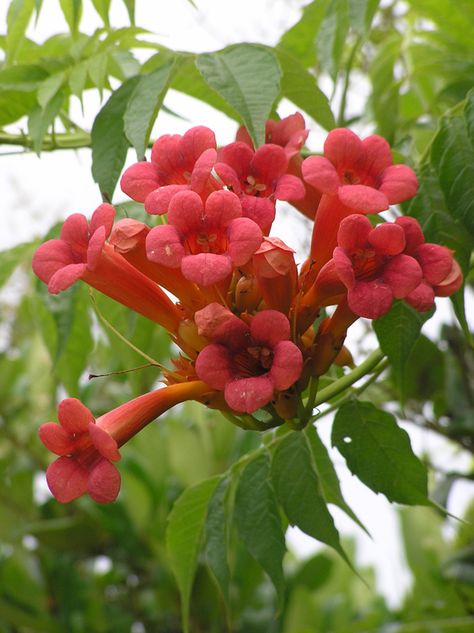 Creeper Flowers, California Garden Design, Orange Honeysuckle, Trumpet Vines, Trumpet Creeper, Campsis Radicans, Yard Flowers, Butterfly Gardens, Honeysuckle Vine