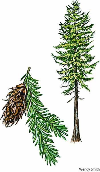 most abundant tree in pacific northwest...the cones have what are sometimes called "mouse butts" Douglas Fir Branch Tattoo, Olive Tree Tattoos, Cabin Stairs, Pseudotsuga Menziesii, Tree Branch Centerpieces, Tree Sleeve Tattoo, Tree Sleeve, Paint Trees, Douglas Fir Tree