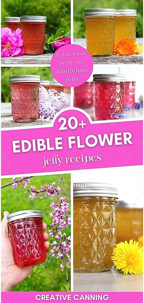 Explore our collection of 20+ Edible Flower Jelly Recipes in the Flower Jelly Recipes category. These jellies, ranging from dandelion to calendula, capture the essence of fresh blossoms. Perfect for year-round enjoyment, they're a delightful way to preserve the flavors of spring and summer flowers. Ideal for those interested in canning jelly recipes and homemade jelly. Find more water bath canning recipes at creativecanning.com. Jelly Recipes For Canning, Canning Jelly Recipes, Foraged Recipes, Honeysuckle Jelly, Creative Canning, Canning Jelly, Fruit Jelly Recipe, Recipes For Canning, Floral Jelly