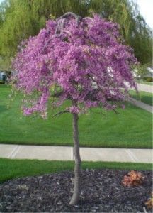 Lavender Twist Weeping Redbud Tree Weeping Redbud Tree, Weeping Redbud, Weeping Trees, Trees For Front Yard, Cheap Landscaping Ideas, Landscaping Trees, Redbud Tree, Red Bud, Front Landscaping