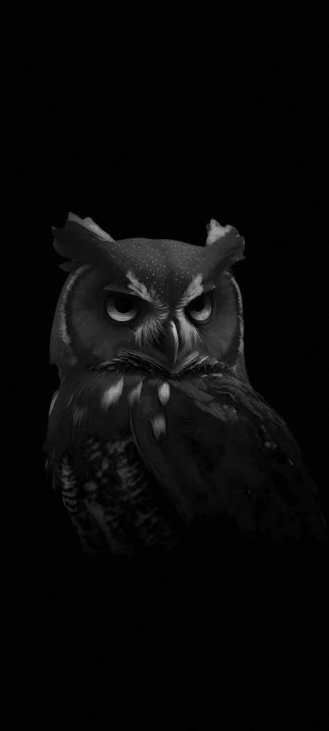 Owl Wallpapers, Owl Black, Wallpaper Store, House Pets, Mobile Wallpaper Android, Special Wallpaper, Sense Of Sight, Owl Wallpaper, Love Wallpapers Romantic