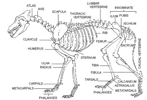 Wolf Bone Structure, Fox Skeleton, Wolf Skeleton, Fox Anatomy, Wolf Study, Anatomy Drawing Tips, Wolf Anatomy, Skeleton Images, Fox Reference