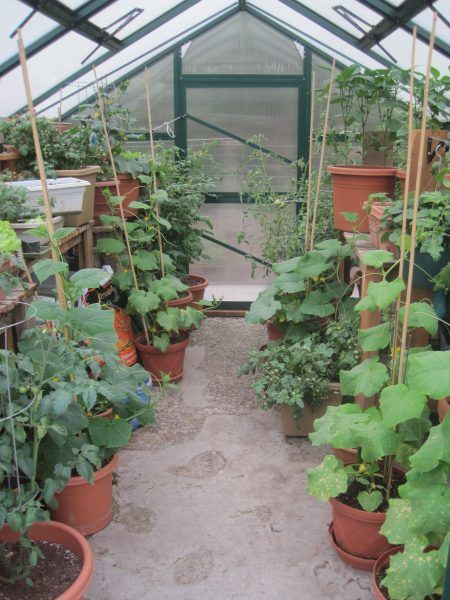 GREENHOUSE GARDENING: Easy Tips for Beginners Greenhouse Container Gardening, Greenhouse Storage Ideas, Greenhouse Interiors Inspiration, Greenhouse Gardening For Beginners, Beginner Greenhouse, Greenhouse Set Up Inside, Greenhouse For Beginners, Allotment Greenhouse, 8x10 Greenhouse