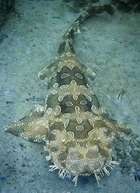 Wobbegong Shark, Colour Blind, Fish Types, Types Of Sharks, Australian Fauna, Shark Drawing, See World, Deep Sea Creatures, Underwater Life