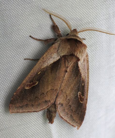 This beautiful brown moth is Bellura obliqua, the cattail borer. Now, I haven't seen any cattail around, but we sure have a ton of skunk cabbage, and apparently this species likes skunk cabbage. Moth Fursuit, Moth Brown, Skunk Cabbage, Brown Moth, Silly Goober, Duck Tattoos, Cute Moth, Herding Cats, Moth Art