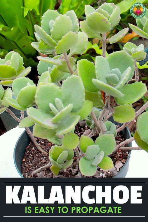 Kalanchoe Propagation, Kalanchoe Plant Care, Garden Creek, Kalanchoe Plant Care Indoors, How To Propagate Kalanchoe, Propagating Kalanchoe, Kalanchoe Plant Propagation, Kalanchoe Flowers, Florist Kalanchoe