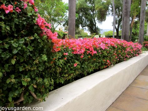 Bougainvillea even gets hedged around here! Bougainvillea Backyard, Bougainvillea Hedge, Bougainvillea Care, Bougainvillea Tree, Florida Landscaping, Short Plants, Fence Landscaping, Garden Landscape Design, Solar Garden