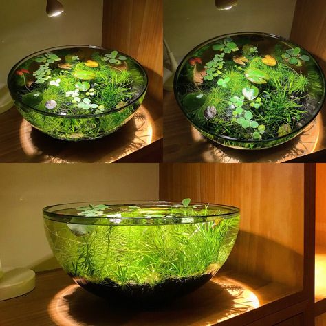 nano pond’ using just an  @ikeauk  lamp & fruit bowl. Complete with mini waterlily. Indoor Pond, Mini Pond, Fish Tank Terrarium, Taman Air, Indoor Water Garden, Aquarium Terrarium, Home Aquarium, Aquarium Design, Indoor Gardens