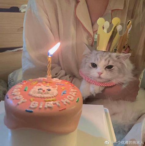 Cute Kitten Pics, Happy Birthday Animals, Iphone Wallpaper Violet, Kitten Birthday, National Cat Day, A True Friend, Cat Birthday Party, Pinterest Keywords, Golden Birthday