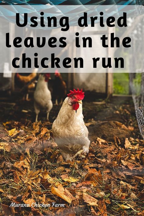 Chicken Run Activities, Bored Chickens, Chicken Boredom Buster, Happy Chickens, Chicken Raising, Chicken Coop Garden, Backyard Chicken Coop Plans, Chicken Coup, Homestead Life