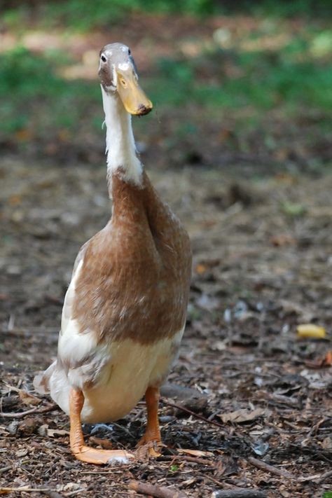 All about Indian Runner Ducks Runner Duck Coop, Running Ducks, Duck Coop Ideas, Indian Runner Ducks, Funny Ducks, Duck Memes, Duck Photography, Backyard Ducks, Duck Breeds