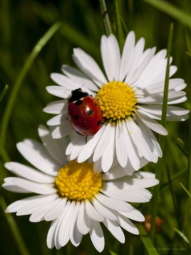 sunbathing Sunflowers And Daisies, A Ladybug, Daisy Love, Lady Bugs, Beautiful Bugs, White Daisies, Flower Beauty, Flowers Nature, Flower Photos