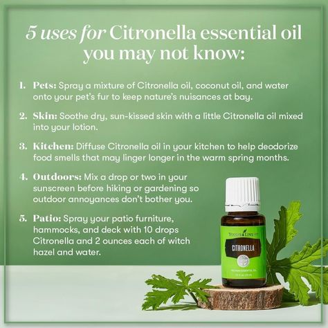 Ways To Use Citronella Essential Oil Citronella Essential Oil, Young Living Essential Oils Recipes, Citronella Oil, Diy Sprays, Quick Diy, Oil Mix, Glass Spray Bottle, Essential Oil Diffuser Blends, Oil Diffuser Blends