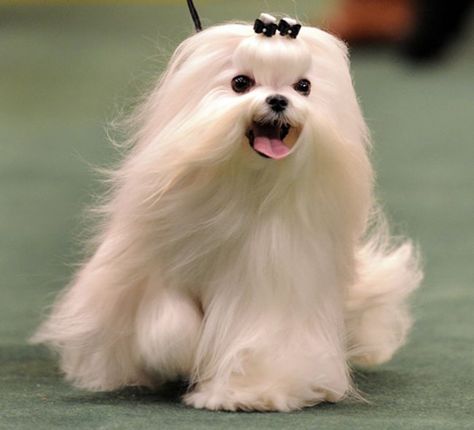 Dog hair style 28 Maltese Breed, Hair Of The Dog, Westminster Dog Show, Dog Haircuts, Maltese Puppy, Maltese Dogs, White Dog, Sweet Dogs, Small Dog Breeds