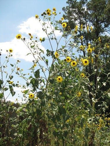 Wild Sunflower - Scientific name:   Helianthus annuus  Abundance:  plentiful  What:   young flowers, seeds  How:   seeds can be eaten raw, ground into flour,... Cover Ups Tattoo, Edible Weeds, Cream Tattoo, Sunflower Leaves, Wild Sunflower, Soap Inspiration, Edible Wild Plants, Helianthus Annuus, Scientific Name